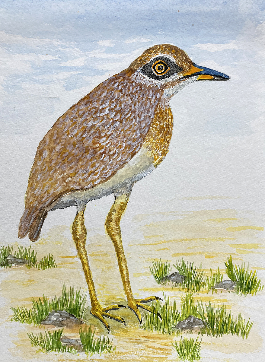 Thick-knee 